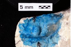 Foto (Detailansicht) von Gastrosacus levocardiacus (Robins, Feldmann & Schweitzer, 2013) (NHMW-GEO-1990-0041-0482)